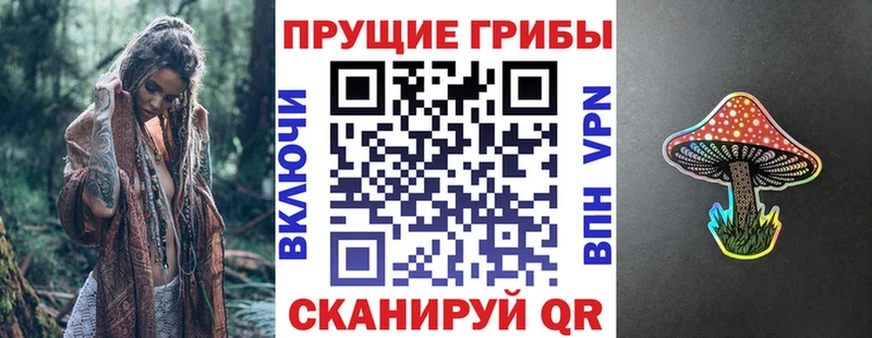 закладки  Кедровый  Галлюциногенные грибы Cubensis 